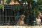 Adorable domestoc dogs looking through the metallic fence