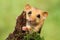 Adorable dormouse