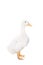 Adorable duckling quacking on white