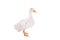 Adorable duckling quacking on white