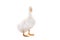 Adorable duckling quacking on white