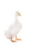 Adorable duckling quacking on white