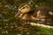 Adorable duckling swimming in a pond