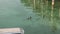 Adorable Ducklings at Lake Garda