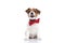 adorable eager jack russell terrier dog waiting to eat something
