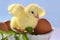 adorable easter baby chick