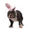 Adorable easter bunny american bully looks to side