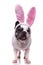 Adorable easter bunny french bulldog