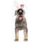 Adorable easter rabbit schnauzer pants while standing