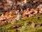 Adorable Eastern Chipmunk