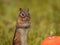 Adorable Eastern Chipmunk in the fall surrounded by pumpkins and mums