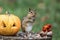 Adorable Eastern Chipmunk gathers seeds in fall next to pumpkin