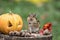 Adorable Eastern Chipmunk gathers seeds in fall next to pumpkin