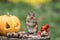 Adorable Eastern Chipmunk gathers seeds in fall next to pumpkin