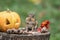 Adorable Eastern Chipmunk gathers seeds in fall next to pumpkin