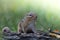 Adorable Eastern Chipmunk looks up in a soft woodland autumn scene