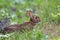 Adorable Eastern Cottontail is in a defensive stance among grass