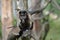 Adorable Eating Brown Capuchin Monkey in a Tree