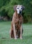 Adorable elderly Rhodesian Ridgeback dog