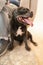 Adorable elderly Staffordshire bull terrier dog sitting close next to the legs of a man who is sitting on a sofa