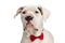 Adorable elegant american bulldog dog wearing red bowtie