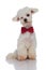 Adorable elegant bichon with red bowtie winking