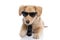 Adorable elegant puppy with sunglasses and tie