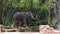 Adorable elephant walking on steel bar