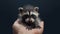 Adorable Encounter: Baby Raccoon Perched on a Hand