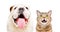 Adorable English Bulldog and funny cat Scottish Straight