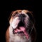 Adorable english bulldog with mouth open and tongue exposed