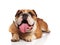 Adorable english bulldog panting wants to be adopted