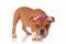 Adorable english bulldog pup with fresh colorful flowers crown