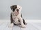 Adorable english bulldog puppy dog sitting down