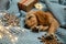 Adorable English Cocker Spaniel puppy sleeping near Christmas decorations on knitted blanket. Winter season
