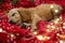 Adorable English Cocker Spaniel puppy sleeping near garland on red blanket. Winter season