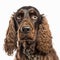 Adorable English cocker spaniel ravishing portrait on white isolated background.