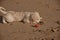 Adorable English Golden Creme Retriever Playing at the Beach