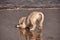 Adorable English Golden Creme Retriever Playing at the Beach