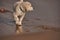 Adorable English Golden Creme Retriever Playing at the Beach