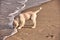 Adorable English Golden Creme Retriever Playing at the Beach