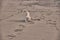 Adorable English Golden Creme Retriever Playing at the Beach