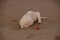 Adorable English Golden Creme Retriever Playing at the Beach