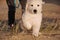 Adorable English Golden Creme Retriever Running through Sea Oats