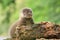 Adorable eurasian otter baby in wild nature