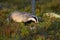 Adorable european badger sniffing and walking through the lingonberry moorland