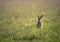 Adorable European hare in the green field