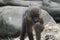 Adorable Face of a Baby Mandrill Monkey