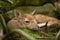 Adorable fallow deer fawn. Closeup head of newborn baby animal.