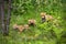 Adorable family of red fox on the walk through the forest in spring